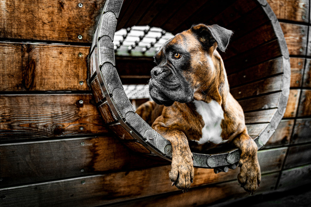 Premium Textil-Leinwand Holz, Stahl und Boxerblick