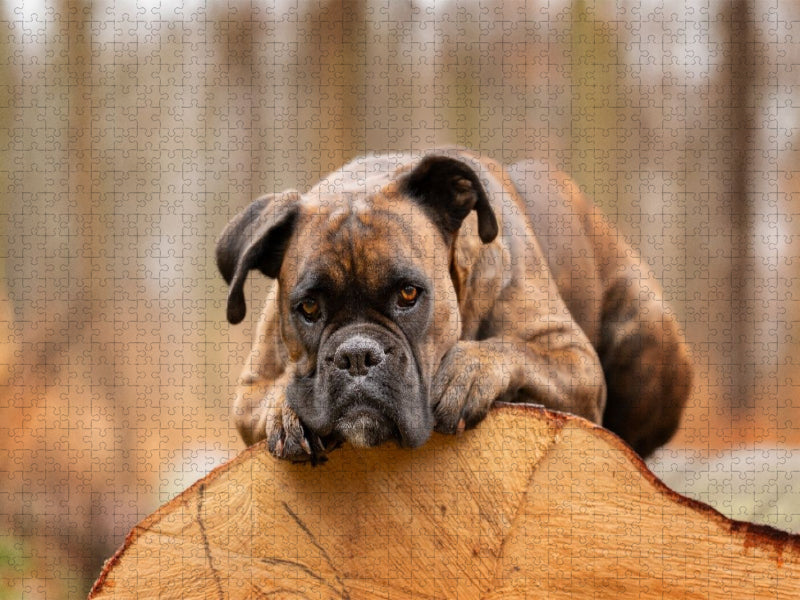 Der Boxer und das Holz der Zeit - CALVENDO Foto-Puzzle'