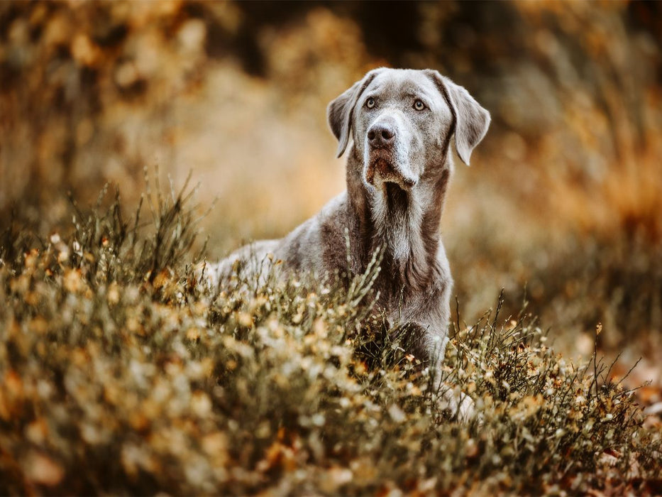 Labrador Retriever im Wald - CALVENDO Foto-Puzzle'