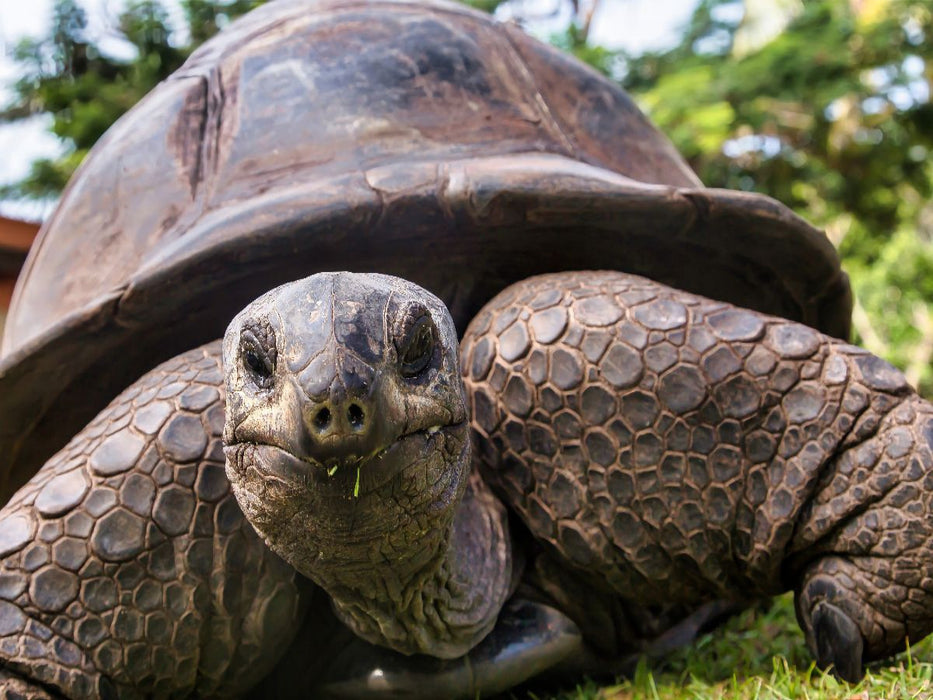 Eine der über 300 Seychellen-Riesenschildkröten auf Curieuse - CALVENDO Foto-Puzzle'