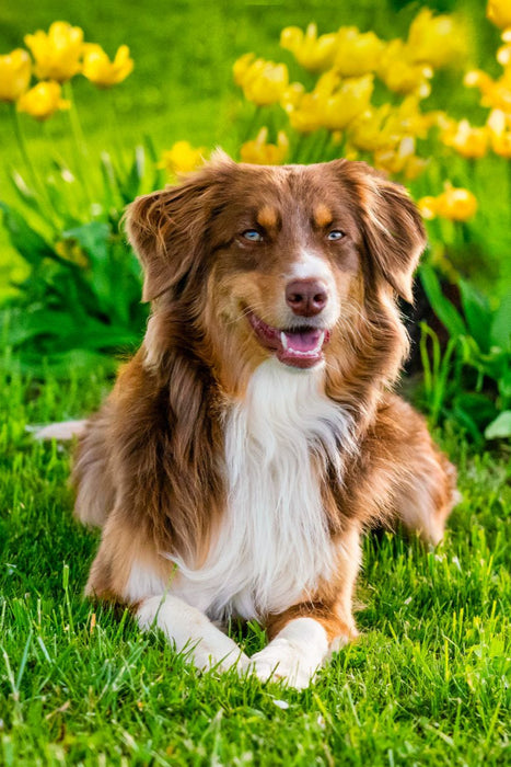 Premium Textil-Leinwand Australien Shepherd