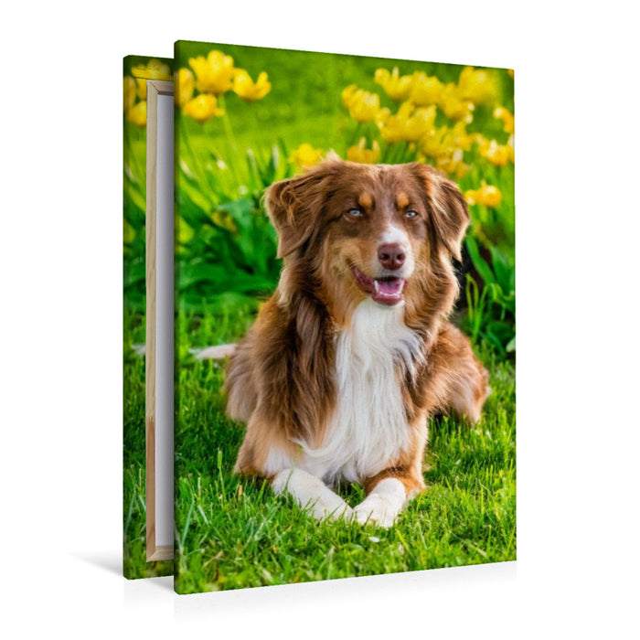 Premium Textil-Leinwand Australien Shepherd