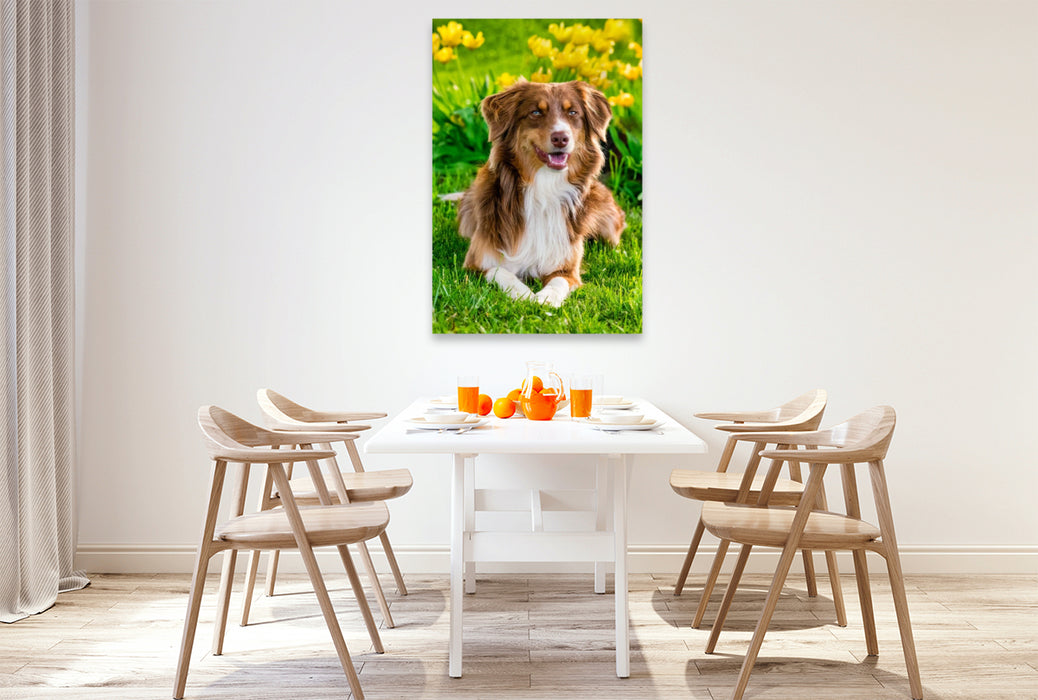 Premium Textil-Leinwand Australien Shepherd