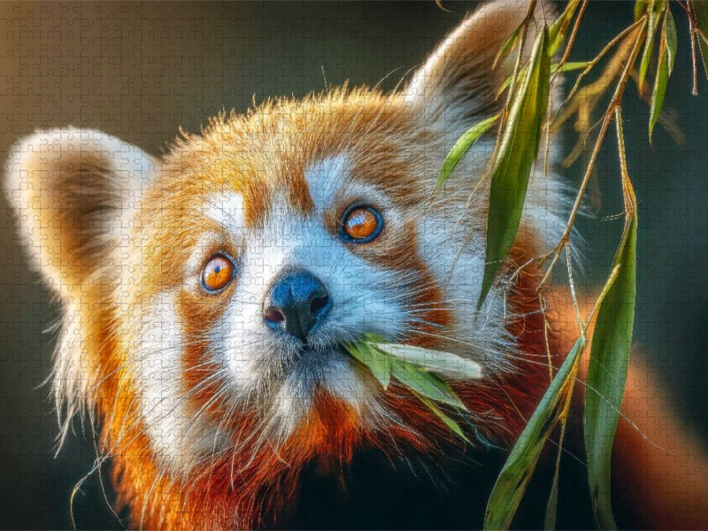 Dies ist die Lieblingsspeise - CALVENDO Foto-Puzzle'