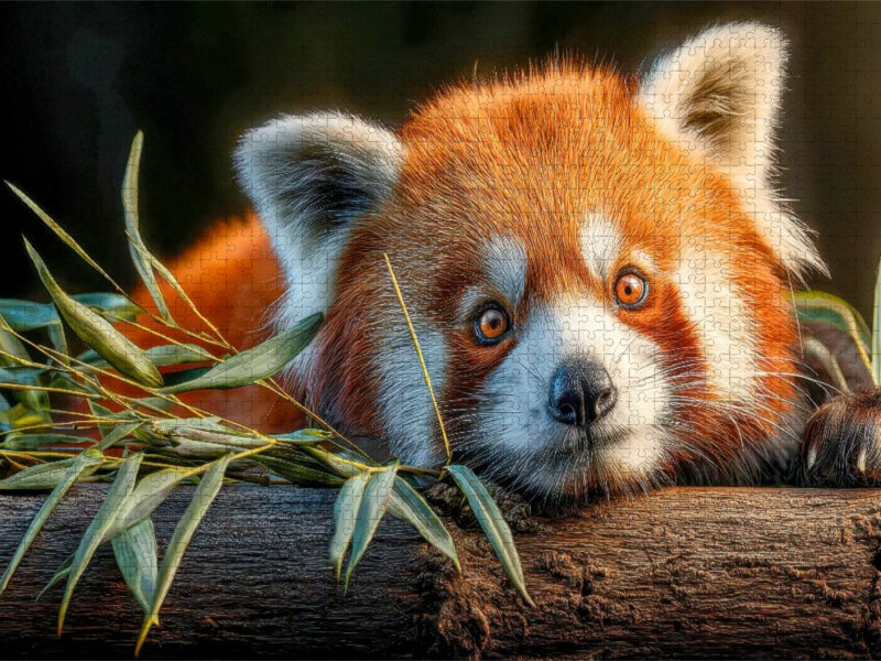 Ich liebe Bambus - CALVENDO Foto-Puzzle'