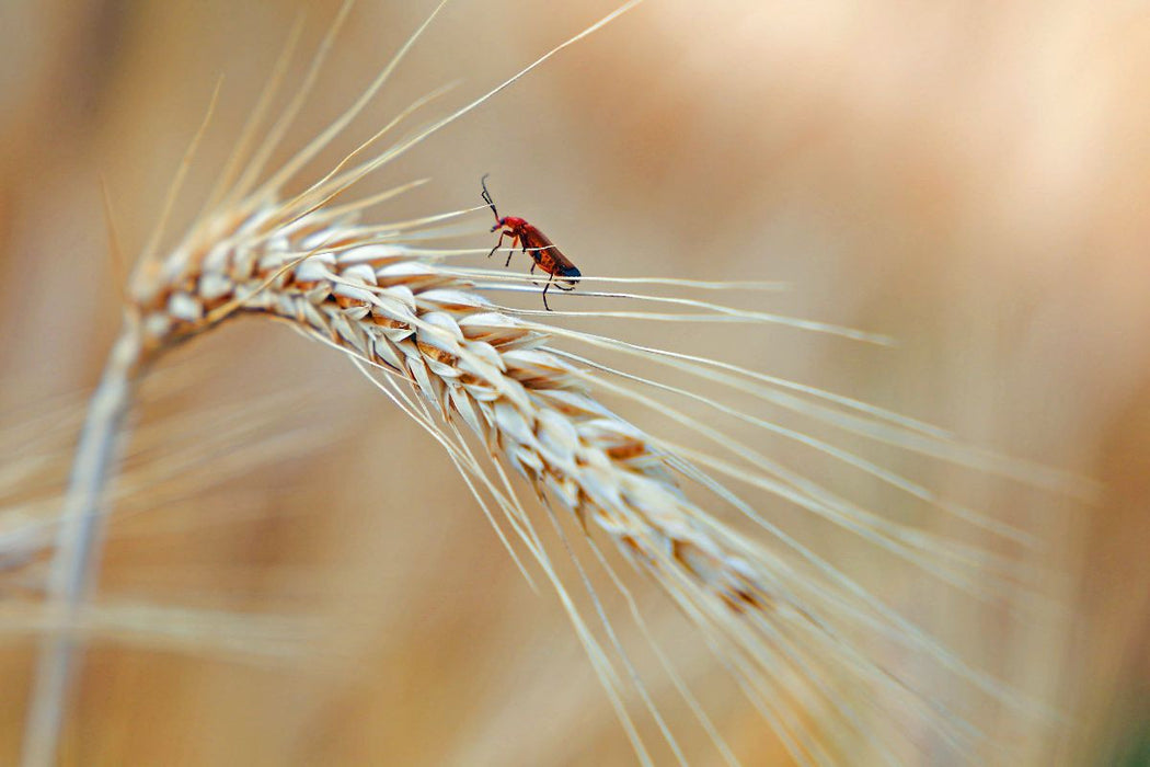 Premium Textil-Leinwand roter Käfer im Korn