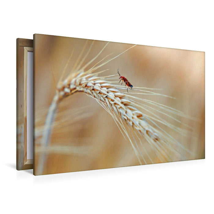 Premium Textil-Leinwand roter Käfer im Korn