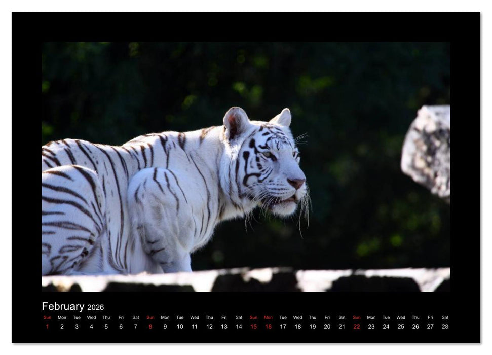 Welt der Katzen - Tiger (CALVENDO Wandkalender 2026)