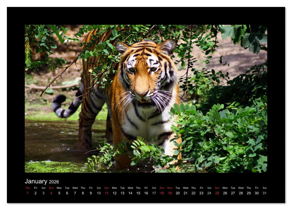 Welt der Katzen - Tiger (CALVENDO Wandkalender 2026)