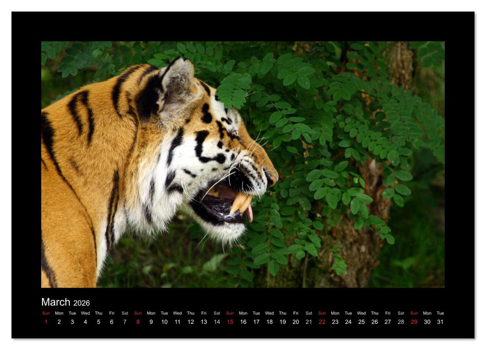Welt der Katzen - Tiger (CALVENDO Wandkalender 2026)