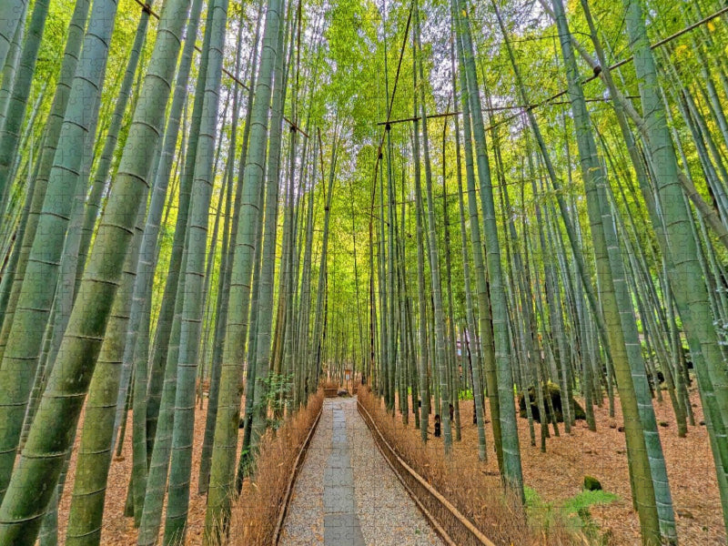 Kamakura - Bambus Garten im Hokokuji Tempel - CALVENDO Foto-Puzzle'