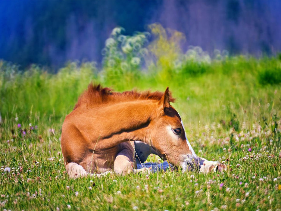 kurze Erholung im Liegen - CALVENDO Foto-Puzzle'