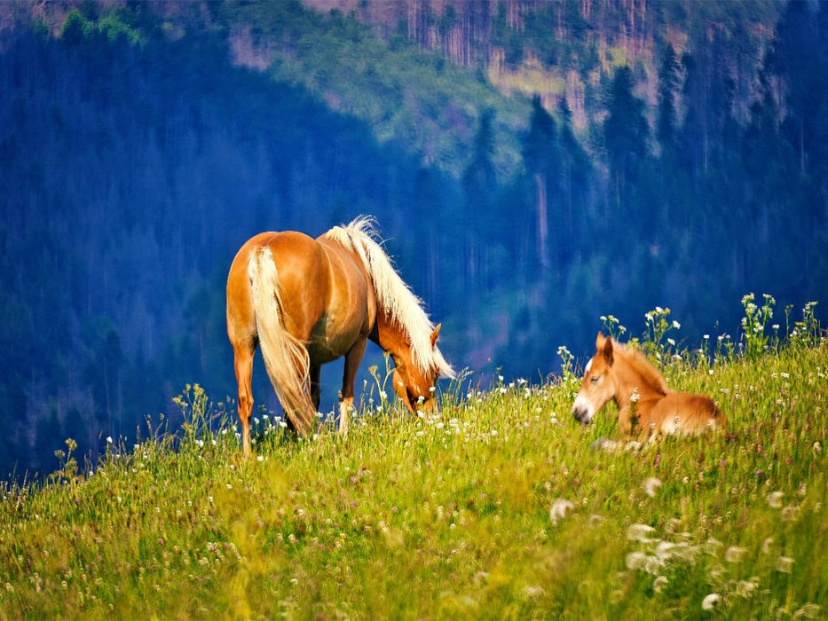 auf der Bergwiese - CALVENDO Foto-Puzzle'