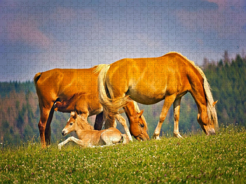 beim Grasen - CALVENDO Foto-Puzzle'