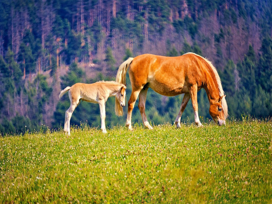 Haflinger Stute mit Fohlen - CALVENDO Foto-Puzzle'
