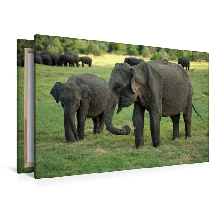 Premium Textil-Leinwand Elefanten in Menneriya