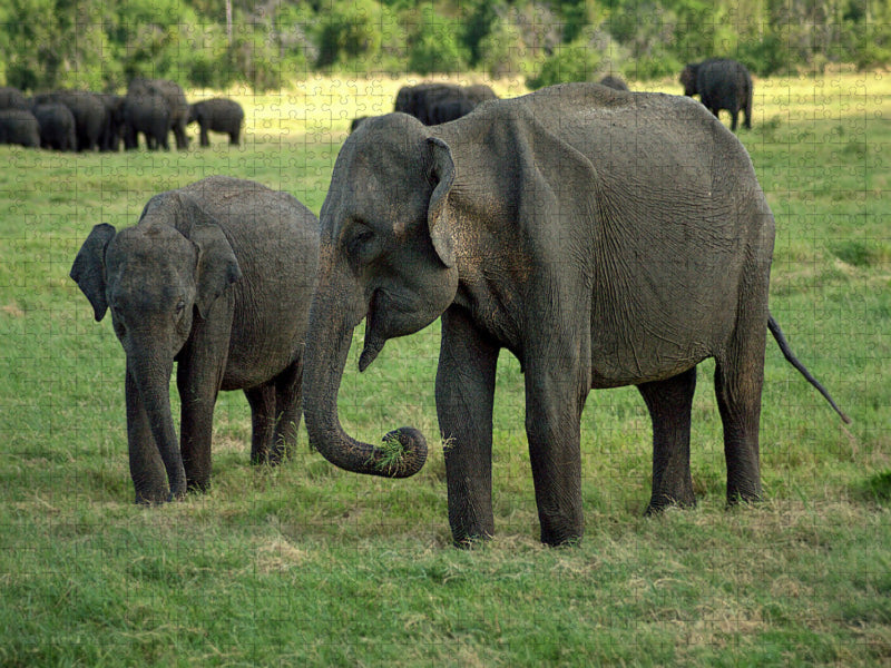 Elefanten in Menneriya - CALVENDO Foto-Puzzle'