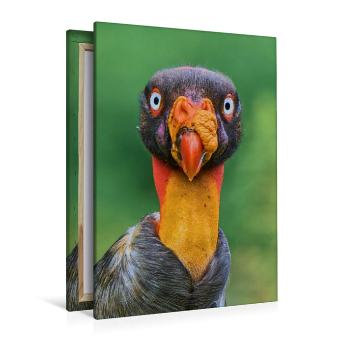 Premium Textil-Leinwand Auge in Auge mit dem Königsgeier – Wildes Costa Rica