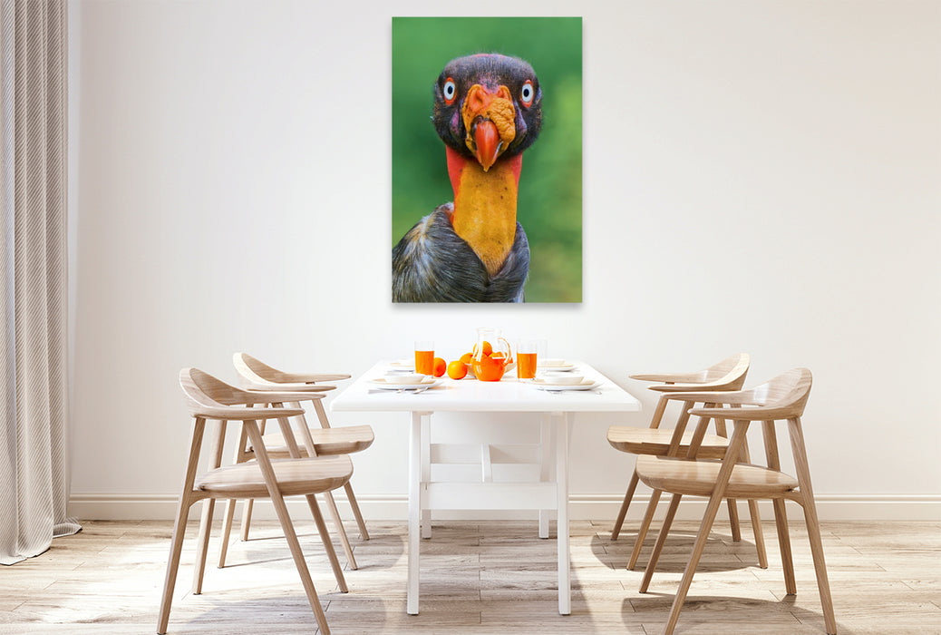 Premium Textil-Leinwand Auge in Auge mit dem Königsgeier – Wildes Costa Rica