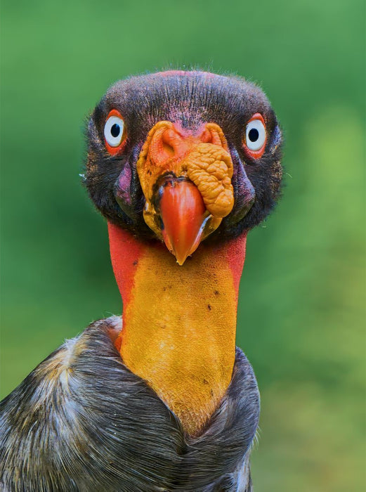 Auge in Auge mit dem Königsgeier – Wildes Costa Rica - CALVENDO Foto-Puzzle'