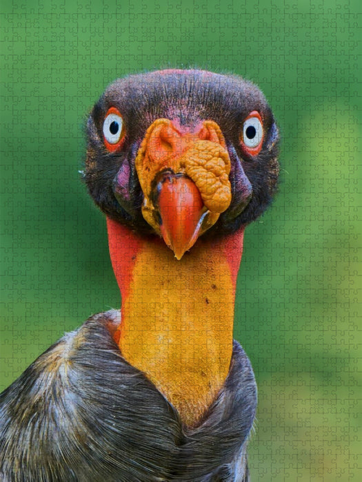 Auge in Auge mit dem Königsgeier – Wildes Costa Rica - CALVENDO Foto-Puzzle'