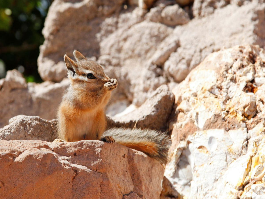 Uinta-Streifenhörnchen - CALVENDO Foto-Puzzle'