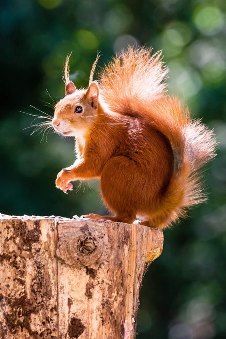 Premium Textil-Leinwand Ein Motiv aus dem Kalender Hörnchen aus aller Welt