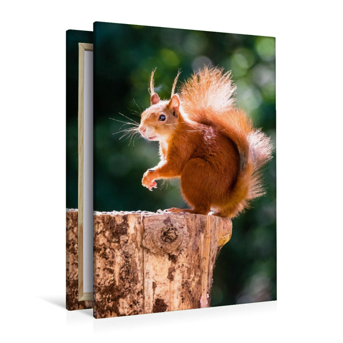 Premium Textil-Leinwand Ein Motiv aus dem Kalender Hörnchen aus aller Welt
