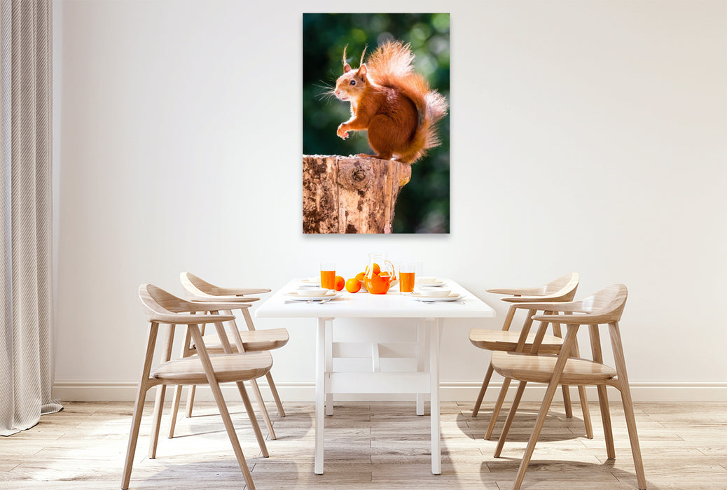 Premium Textil-Leinwand Ein Motiv aus dem Kalender Hörnchen aus aller Welt