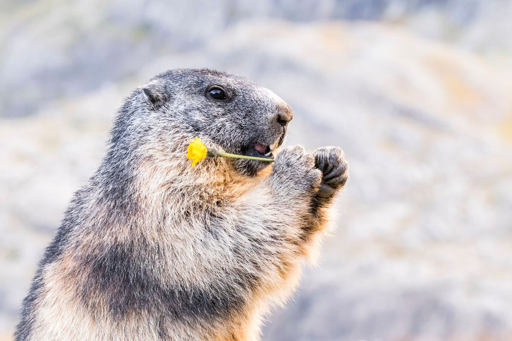 Premium Textil-Leinwand Alpenmurmeltier