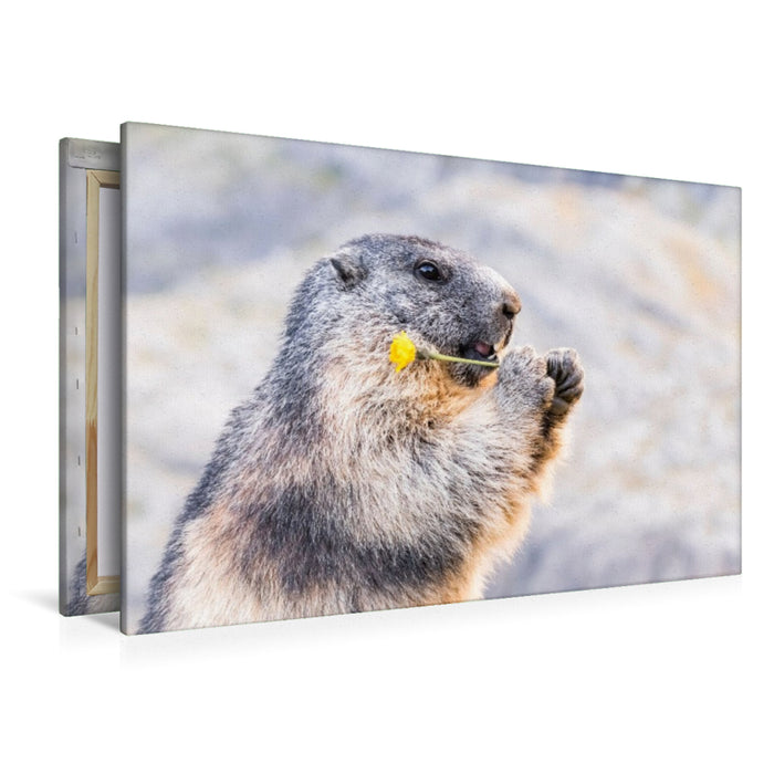 Premium Textil-Leinwand Alpenmurmeltier