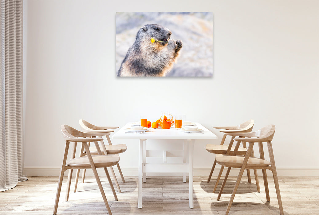 Premium Textil-Leinwand Alpenmurmeltier