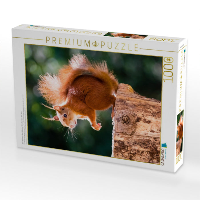 Ein Motiv aus dem Kalender Hörnchen aus aller Welt - CALVENDO Foto-Puzzle'