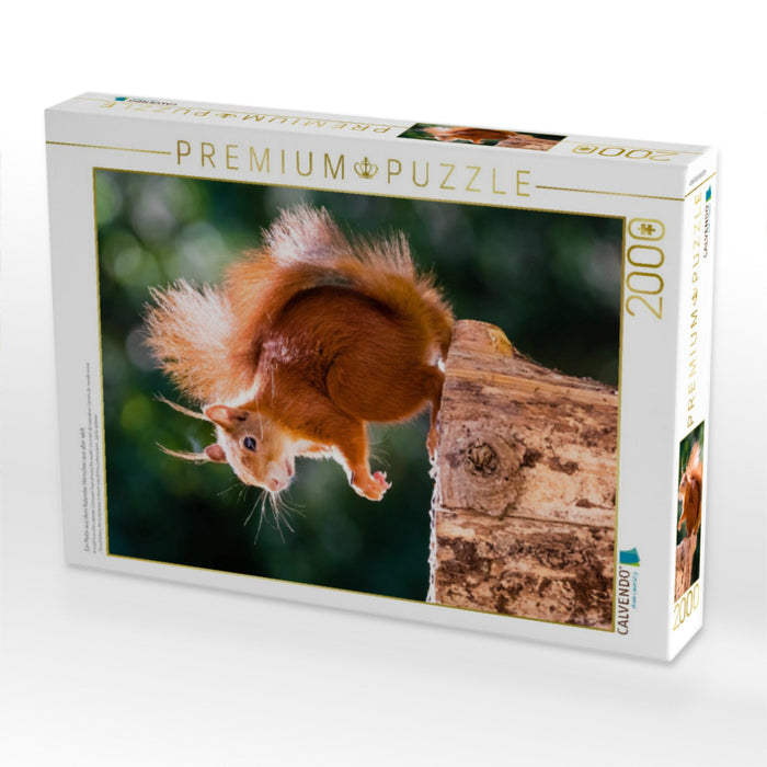 Ein Motiv aus dem Kalender Hörnchen aus aller Welt - CALVENDO Foto-Puzzle'