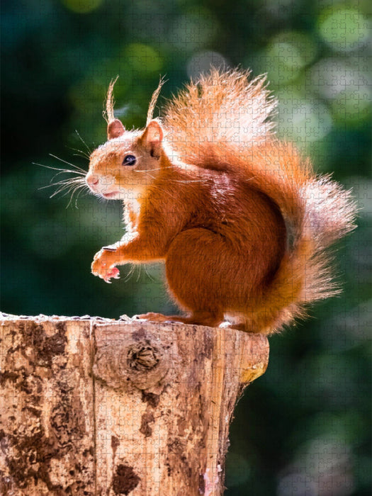 Ein Motiv aus dem Kalender Hörnchen aus aller Welt - CALVENDO Foto-Puzzle'