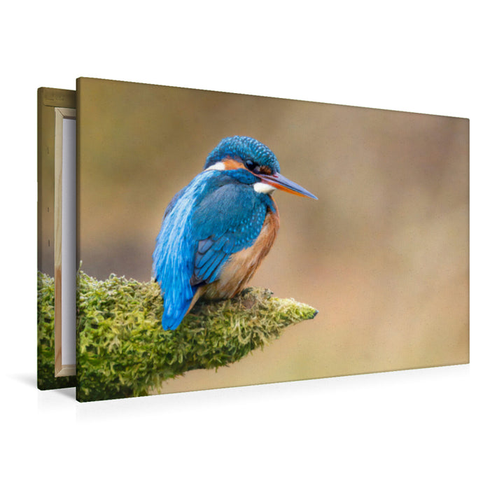 Premium Textil-Leinwand Eisvogel Portrait