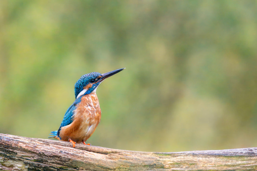 Premium Textil-Leinwand Eisvogel auf seinem Ast