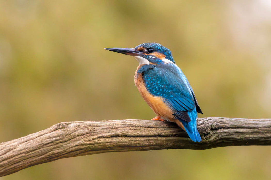 Premium Textil-Leinwand Eisvogel im Antlitz auf seinem Ast