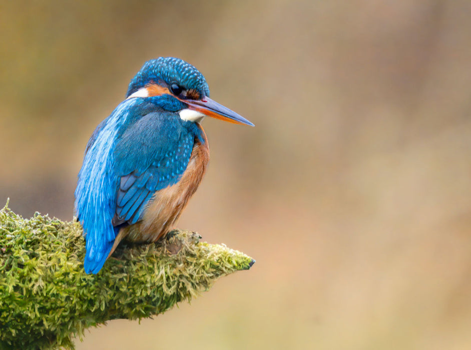 Eisvogel Portrait - CALVENDO Foto-Puzzle'