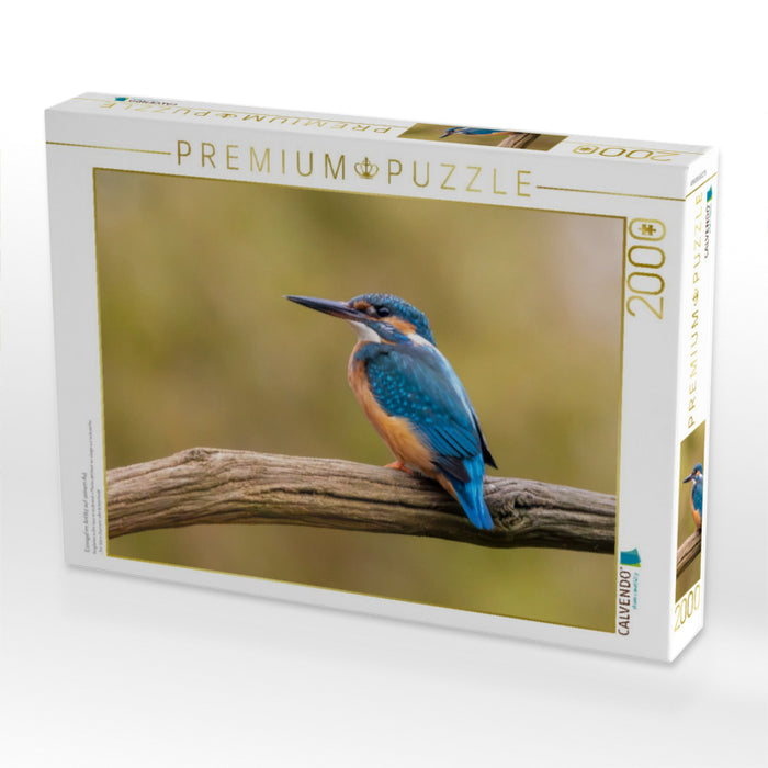 Eisvogel im Antlitz auf seinem Ast - CALVENDO Foto-Puzzle'