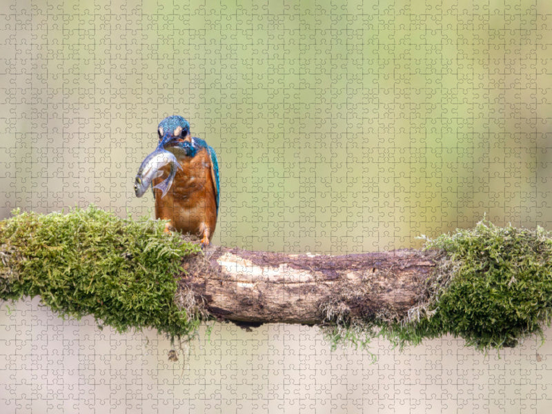 Eisvogel mit Fisch im Schnabel - CALVENDO Foto-Puzzle'