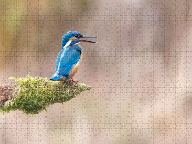 Eisvogel ruft - CALVENDO Foto-Puzzle'