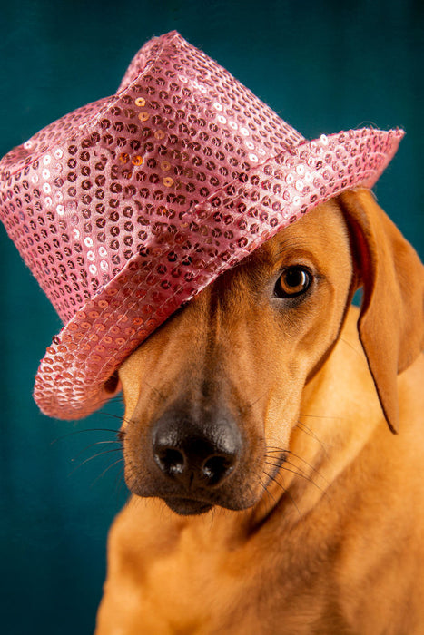 Premium Textil-Leinwand Alaaf