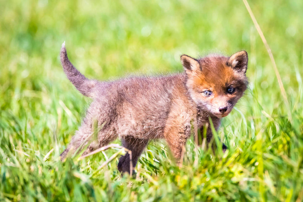 Premium Textil-Leinwand Fuchswelpe auf Erkundungstour