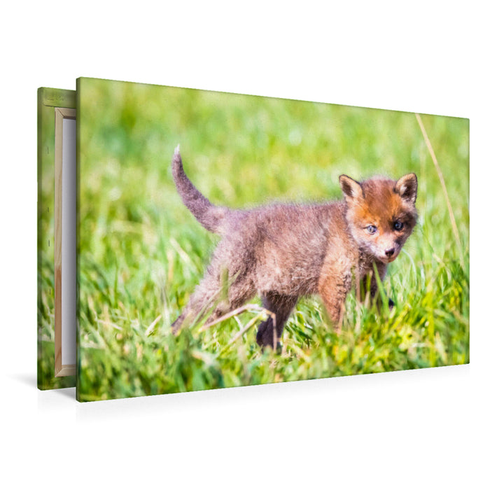 Premium Textil-Leinwand Fuchswelpe auf Erkundungstour