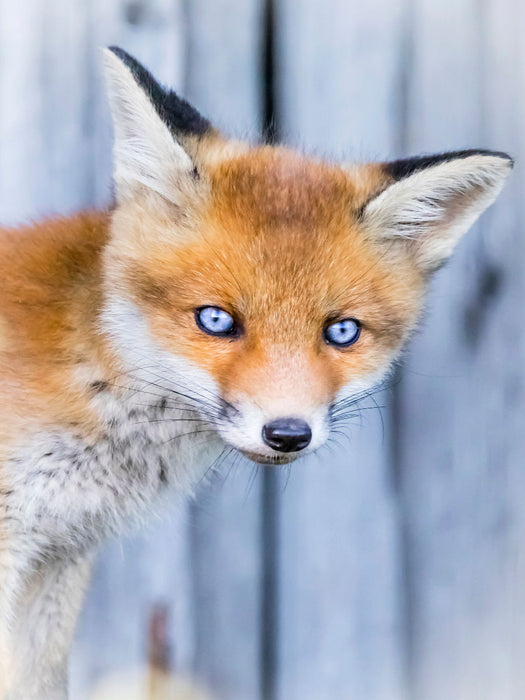 Fuchswelpen Portrait - CALVENDO Foto-Puzzle'