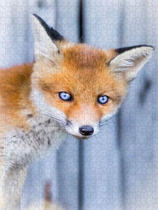 Fuchswelpen Portrait - CALVENDO Foto-Puzzle'