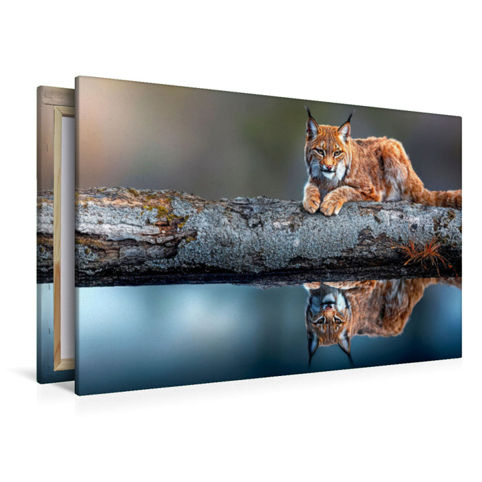 Premium Textil-Leinwand Der Luchs