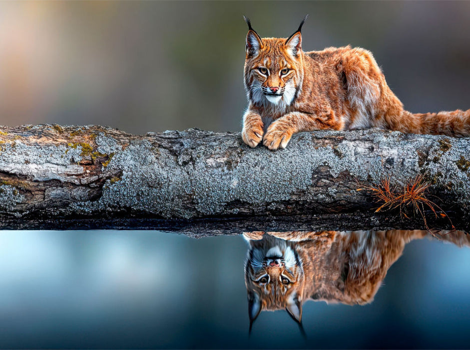 Der Luchs - CALVENDO Foto-Puzzle'