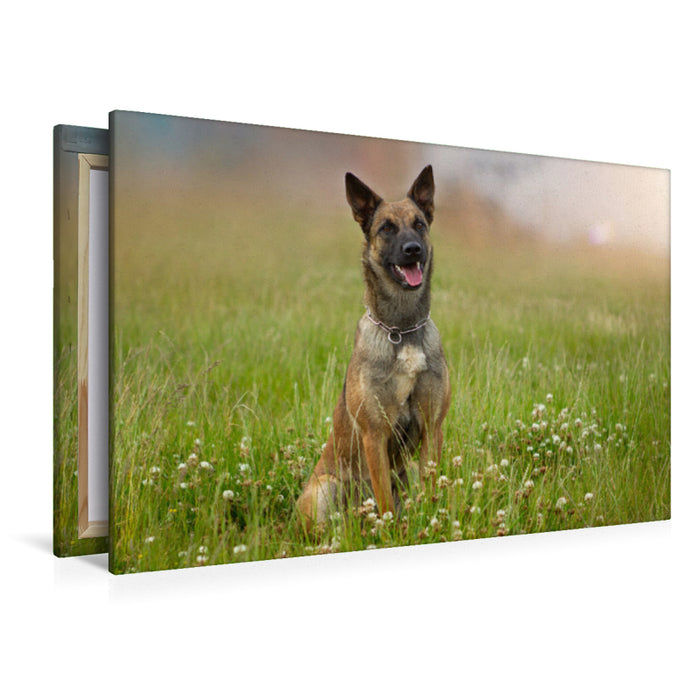 Premium Textil-Leinwand Ein Motiv aus dem Kalender Traumhund Malinois